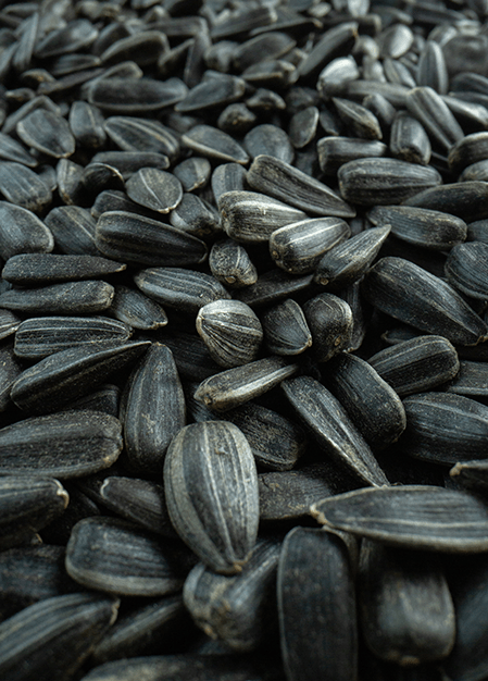 front-view-black-sunflower-seeds-many-nut-snack-oi-2025-02-09-23-14-22-utc-min